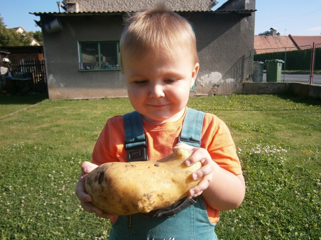 Brambory (9)